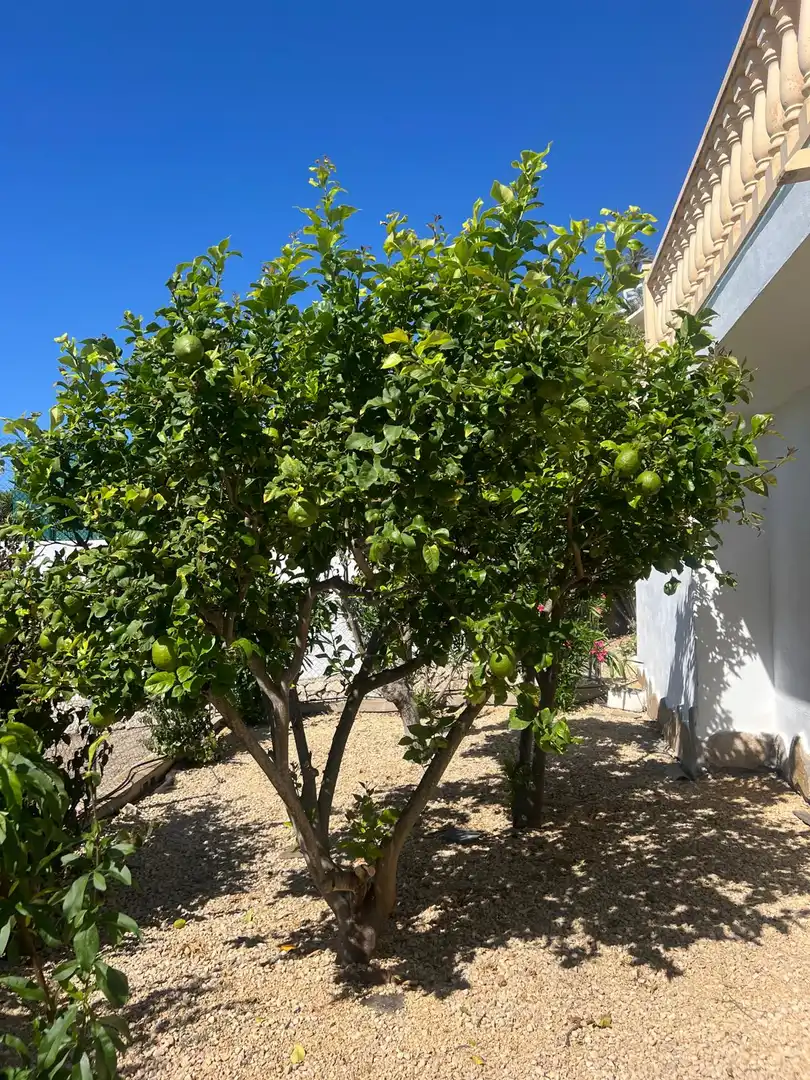 Haus zum Verkauf in Pinar del Advocat - Cometa, imagen 17