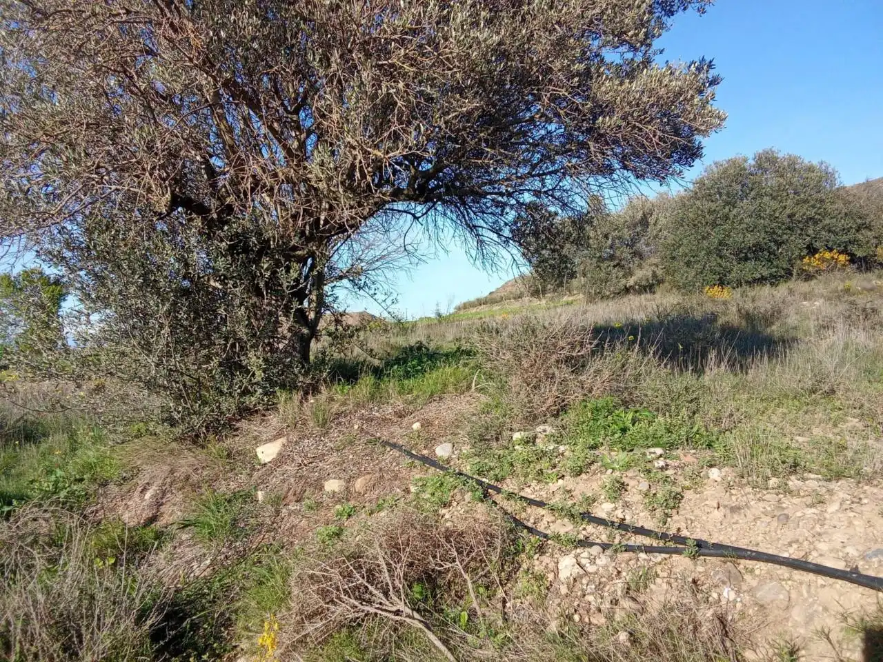 Terreno en venta en Alfántega