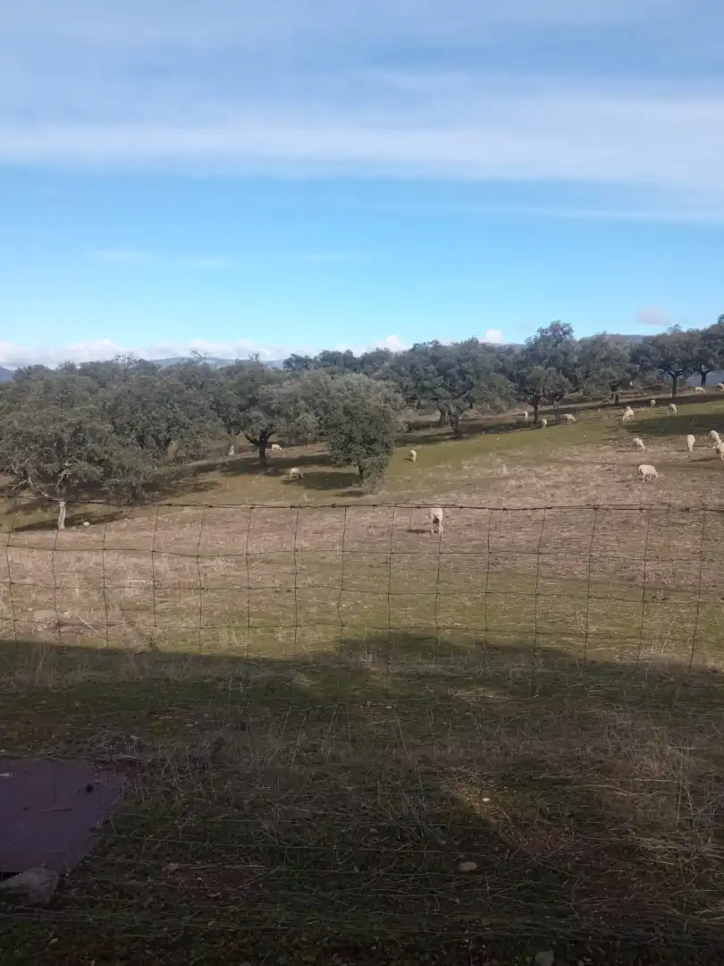 Land for sale in Cardeña