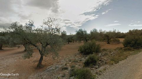FINCA DE OLIVAR CON VIVIENDA A REHABILITAR, imatge 5
