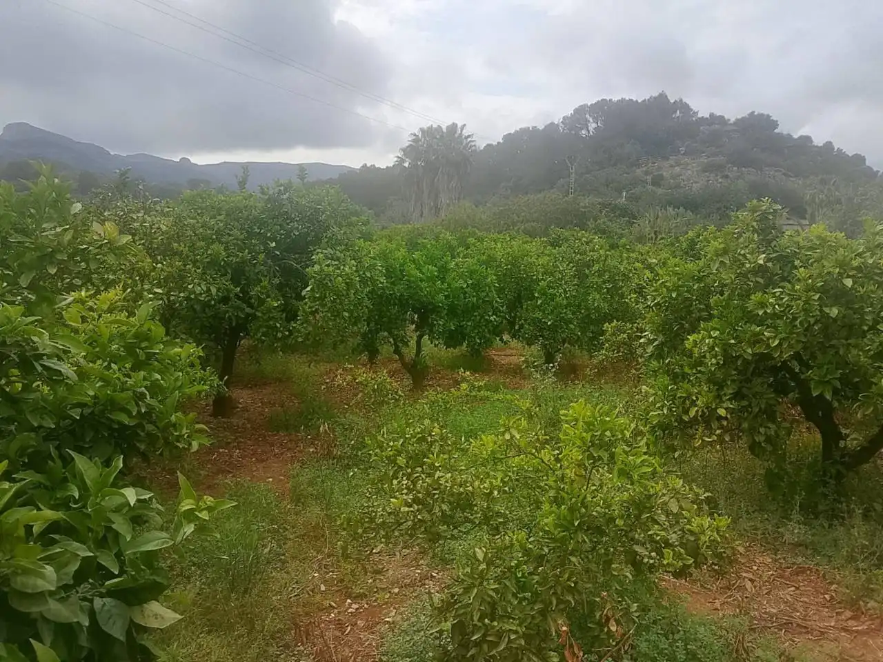 Terrain rustique à vendre à Calle Cami Rural Rotova, imagen 25