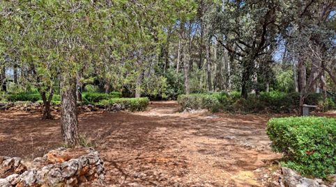 Foto 2 de Finca rústica en venta en Parcent, Alicante