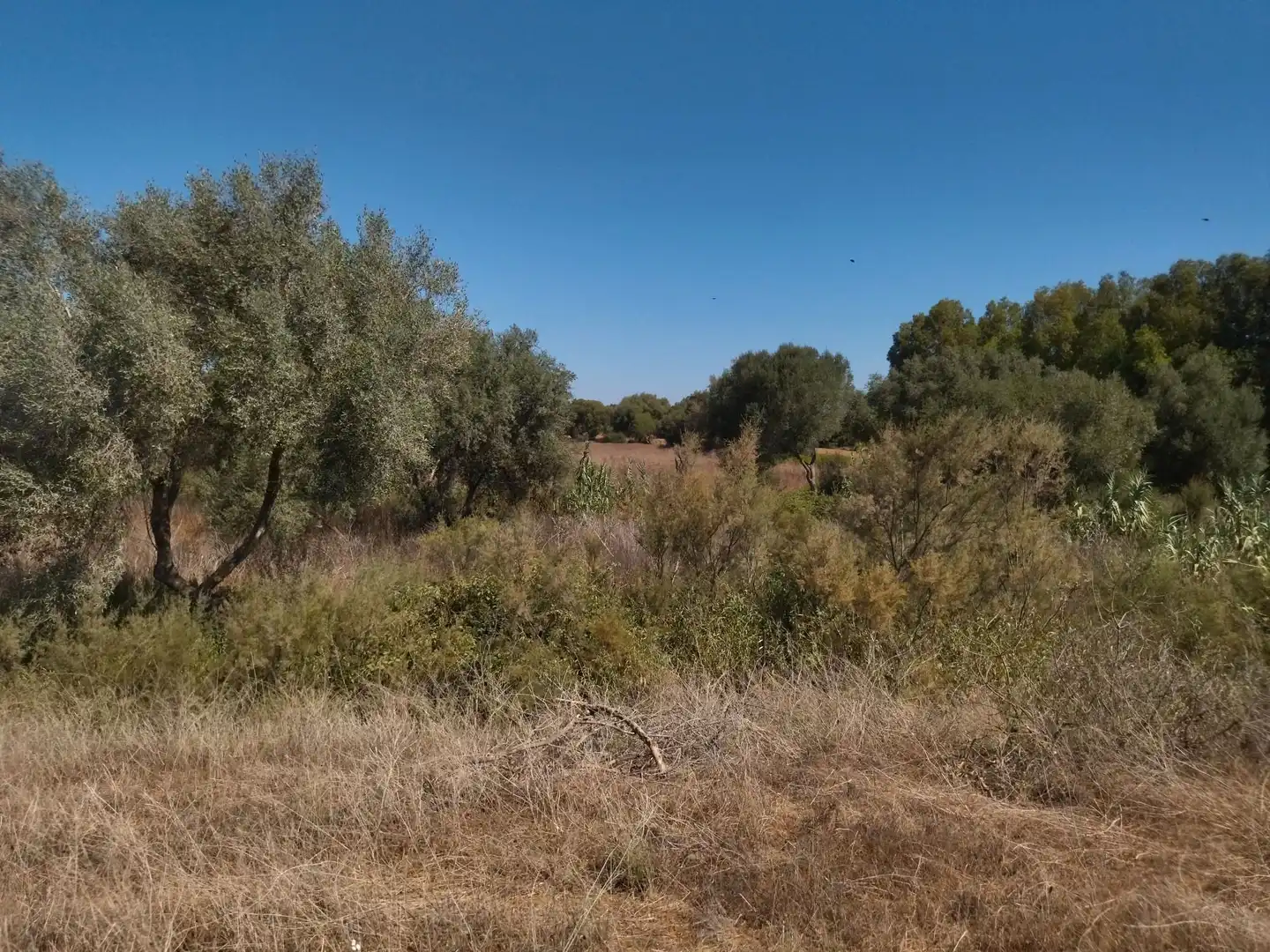 Terreno en venta en Vejer de la Frontera