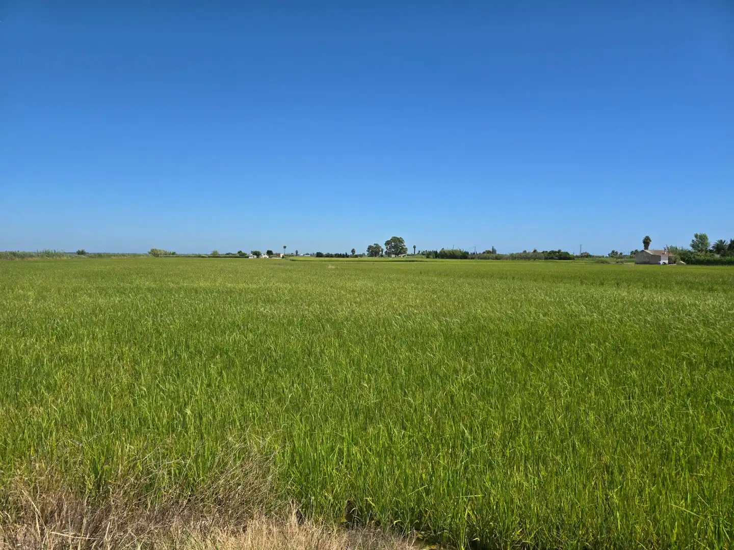 Terrain rustique à vendre à Eucaliptus- Poble Nou del Delta, imagen 2