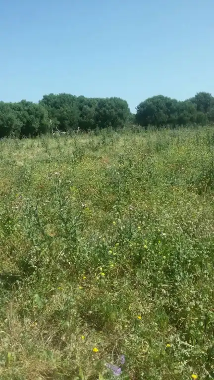 Finca rústica en venta en Vejer de la Frontera