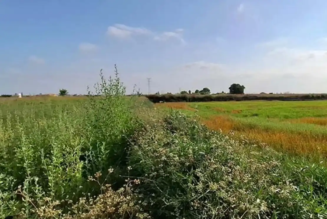 Rural land for sale in Silla, imagen 6