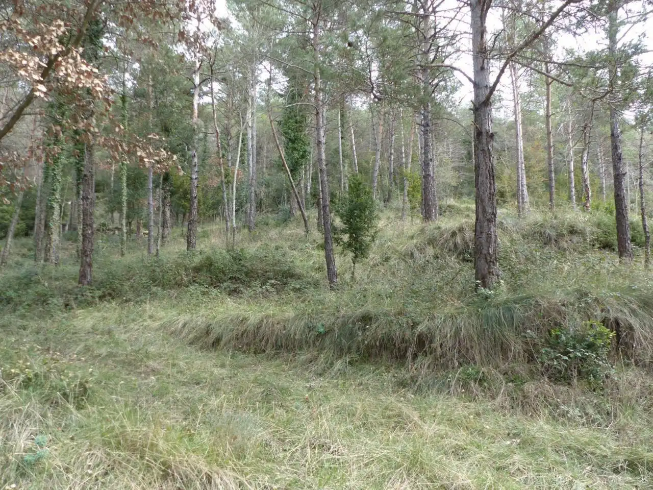 Terreno en venta en Tavèrnoles