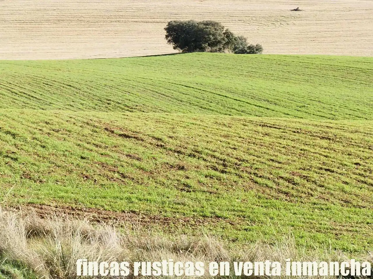 Terreny rústic en venda a Viso del Marqués, imagen 8