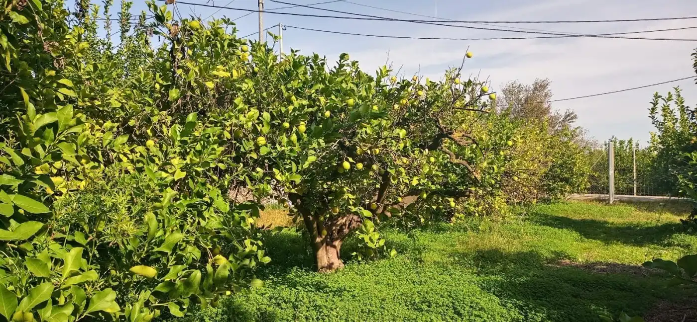 Wohnbaugrundstück zum Verkauf in Pedanías Oeste, imagen 9