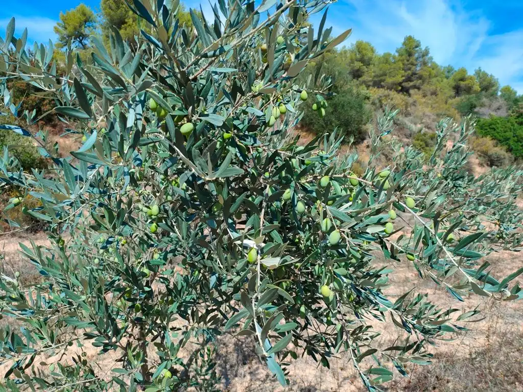 Rural land for sale in Horta de Sant Joan, imagen 4