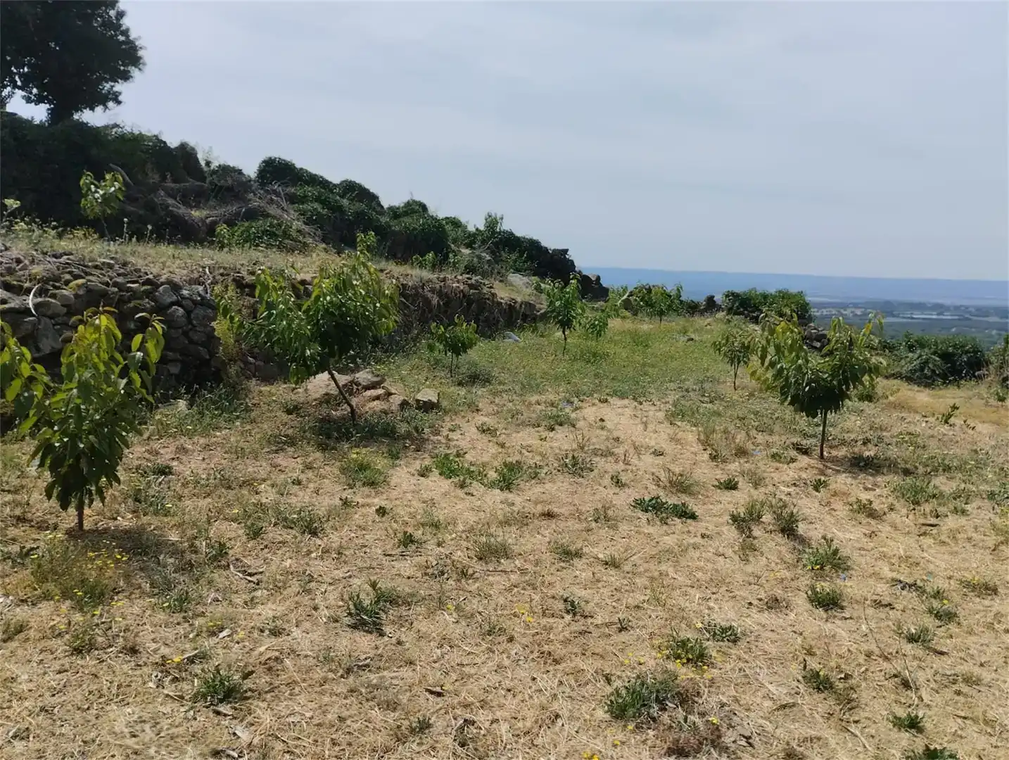 Finca rústica en venta en Pasarón de la Vera