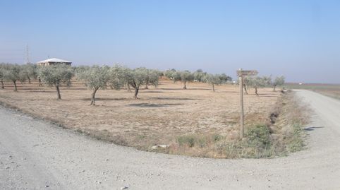 OLIVAR DE ESQUINA, imagen 3