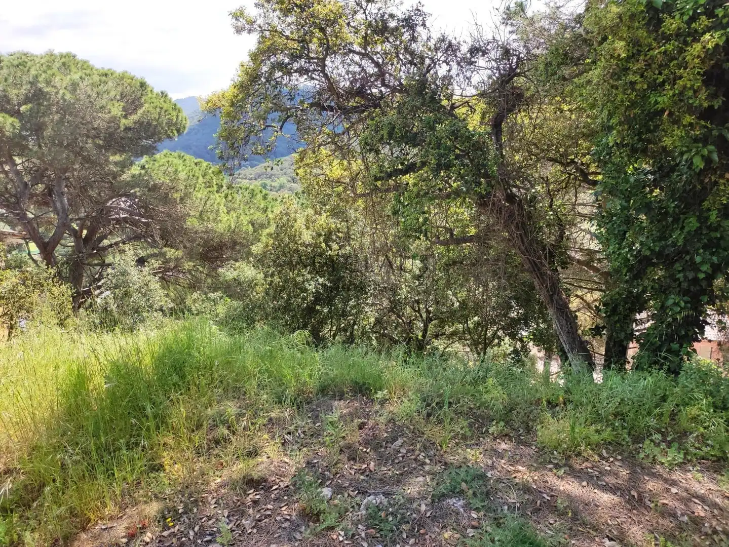 Terreno rústico en venta en Vallromanes, imagen 4