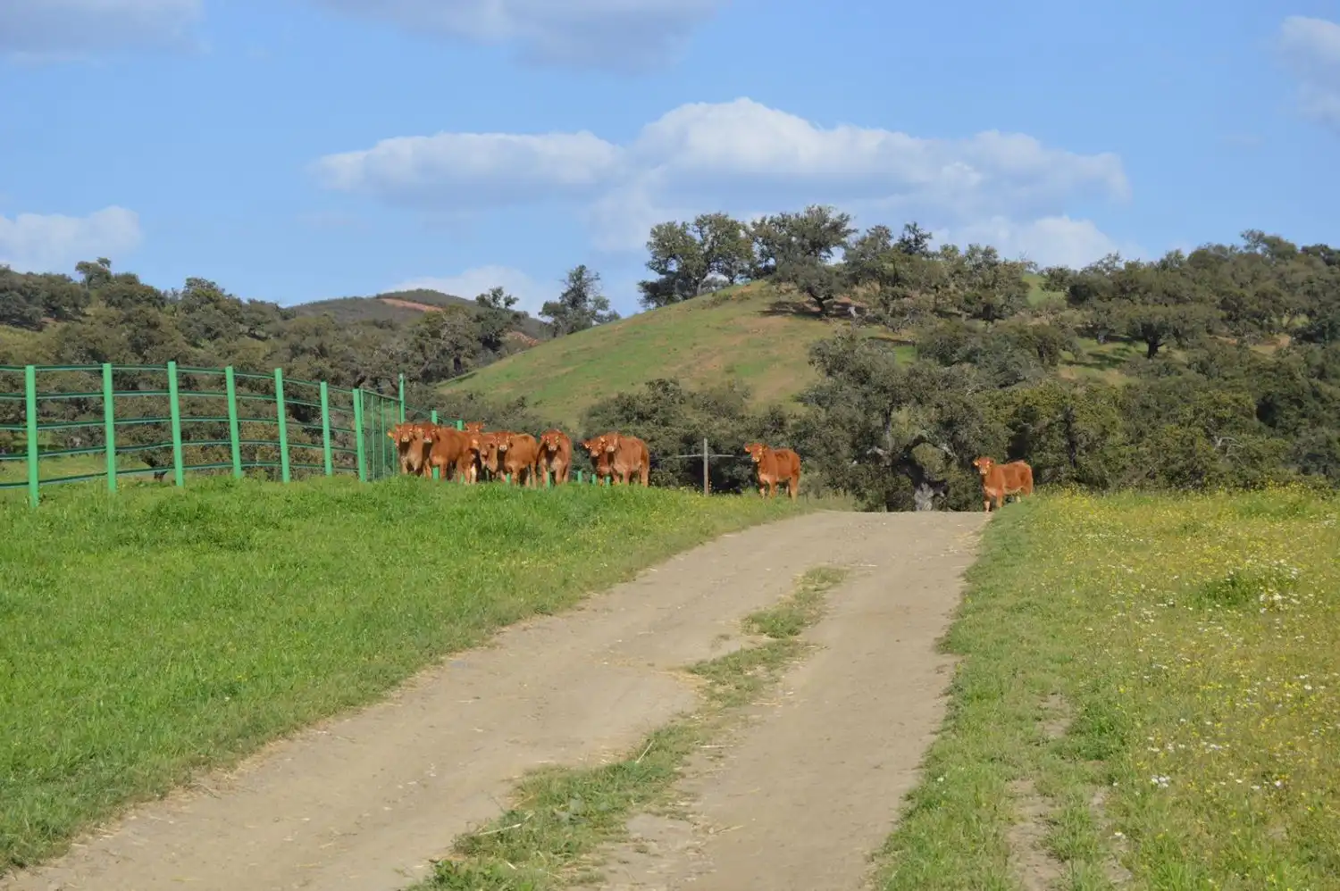Terrains et parcelles à vendre à Corteconcepción, imagen 5