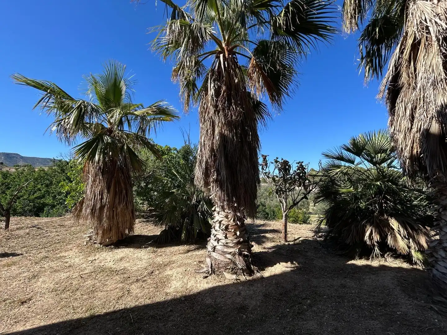 Casa rústica amb jardí en venda a Monóvar  / Monòver, imagen 8