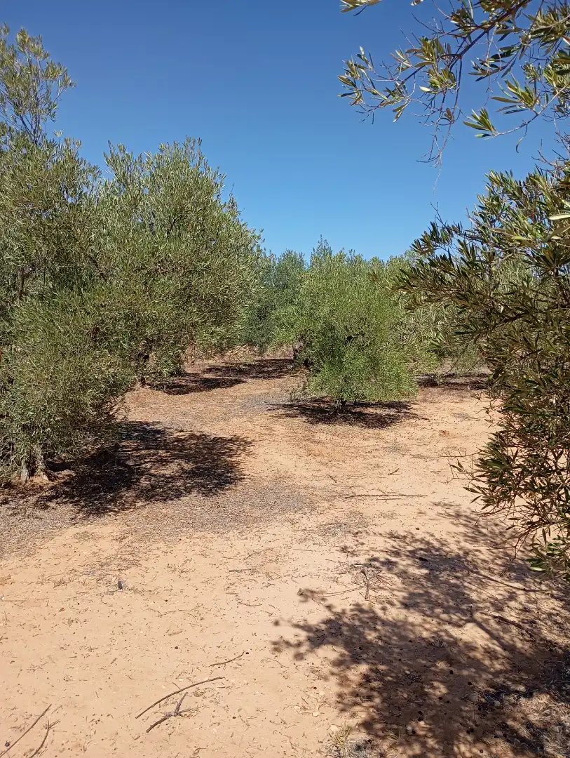 Terreny rústic en venda a Campo de Mirra / El Camp de Mirra, imagen 7