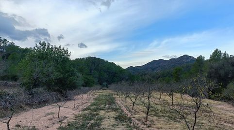 Finca Rústica con caseta en Miravet, immagine 5