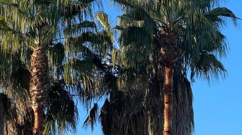 Foto 4 de Finca rústica en venda a Sollana, Valencia
