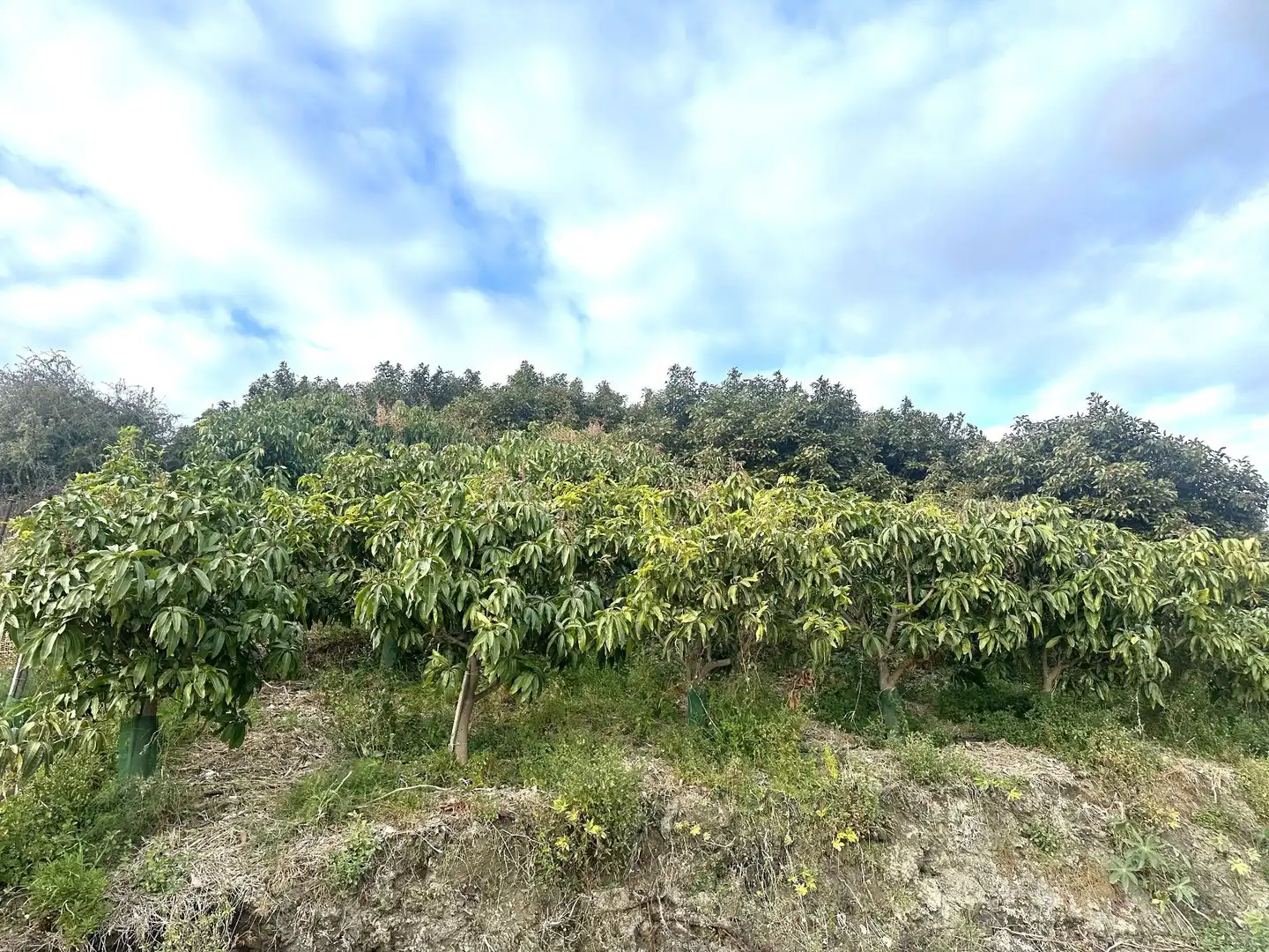Terreno en venta en Minasierra Alta, 1, Motril ciudad
