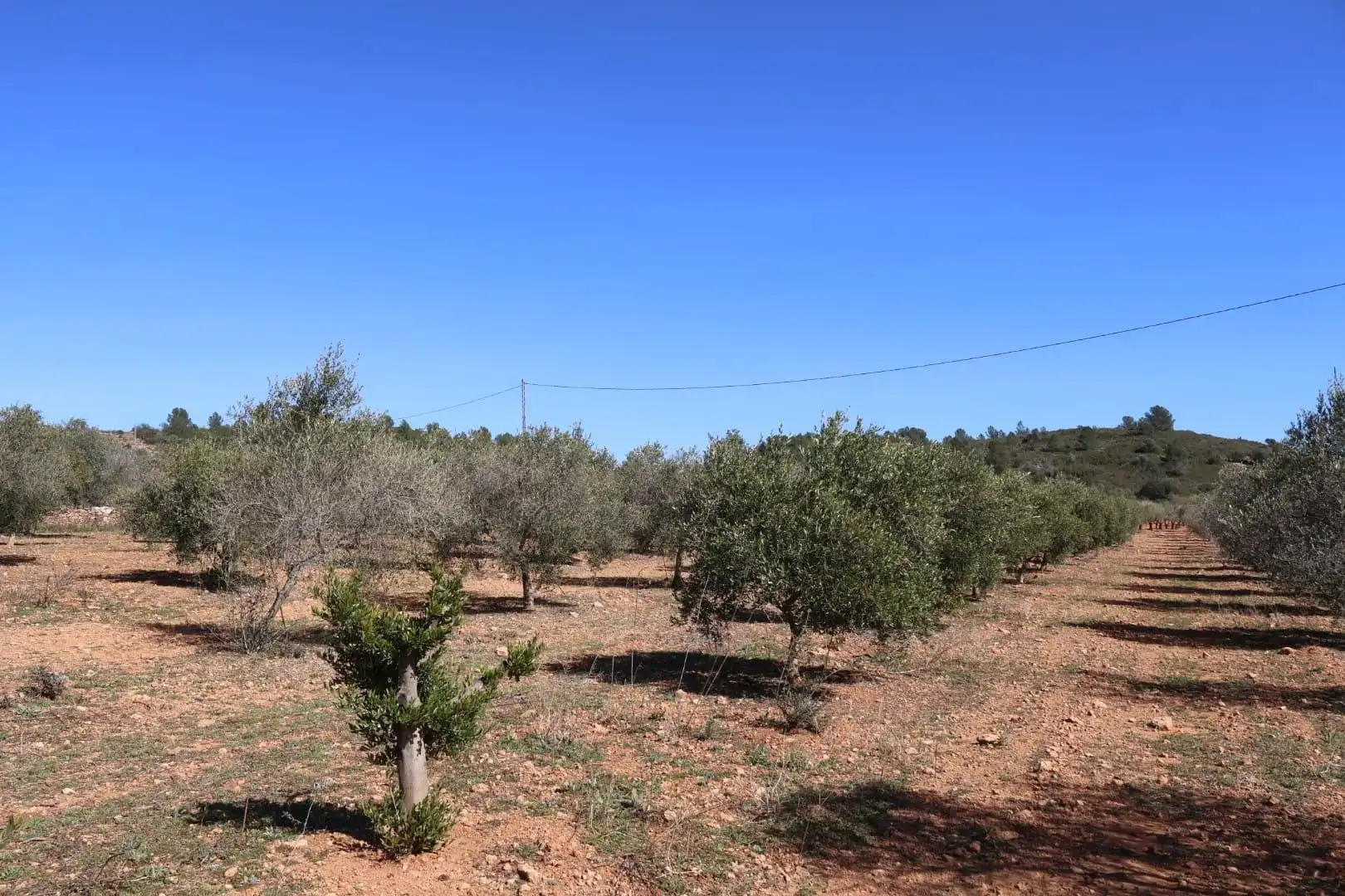 Terreno en venta en BARONA, Vall d'Alba