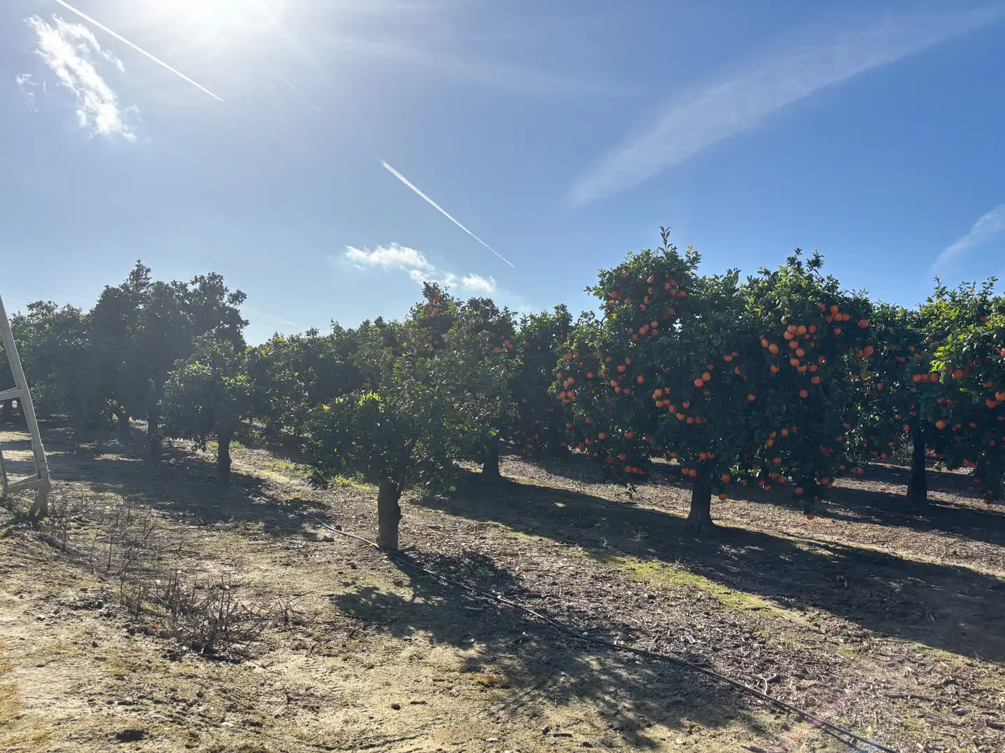 Exterior view of Land for sale in Sanlúcar la Mayor