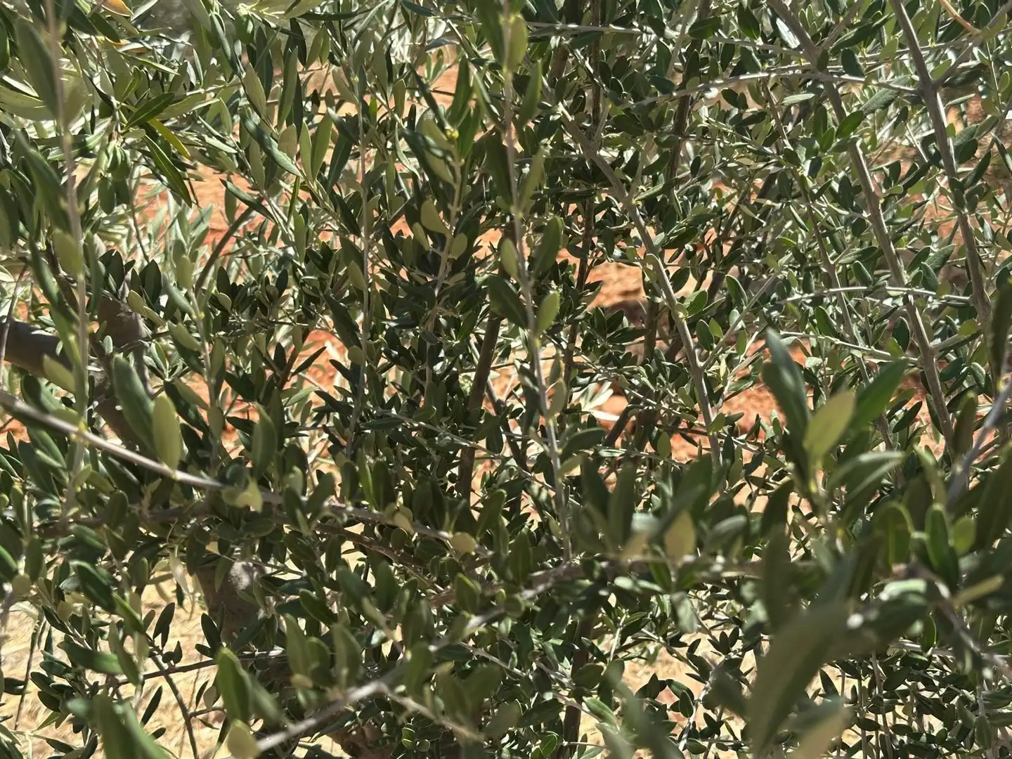 Rural land for sale in Carretera Valdepeñas-Ciudad Real, imagen 51