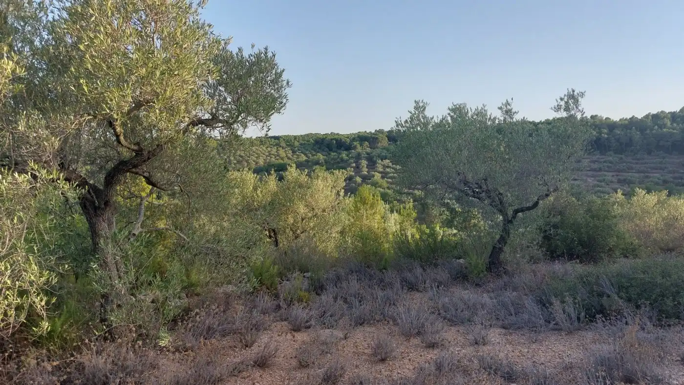 Terreno rustico in vendita a El Perelló, imagen 8