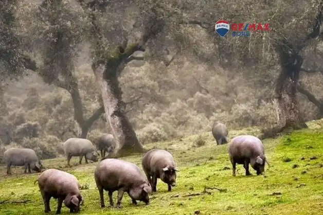 Terreni e lotti in vendita a Dehesilla de Calamón - Campomanes, imagen 5