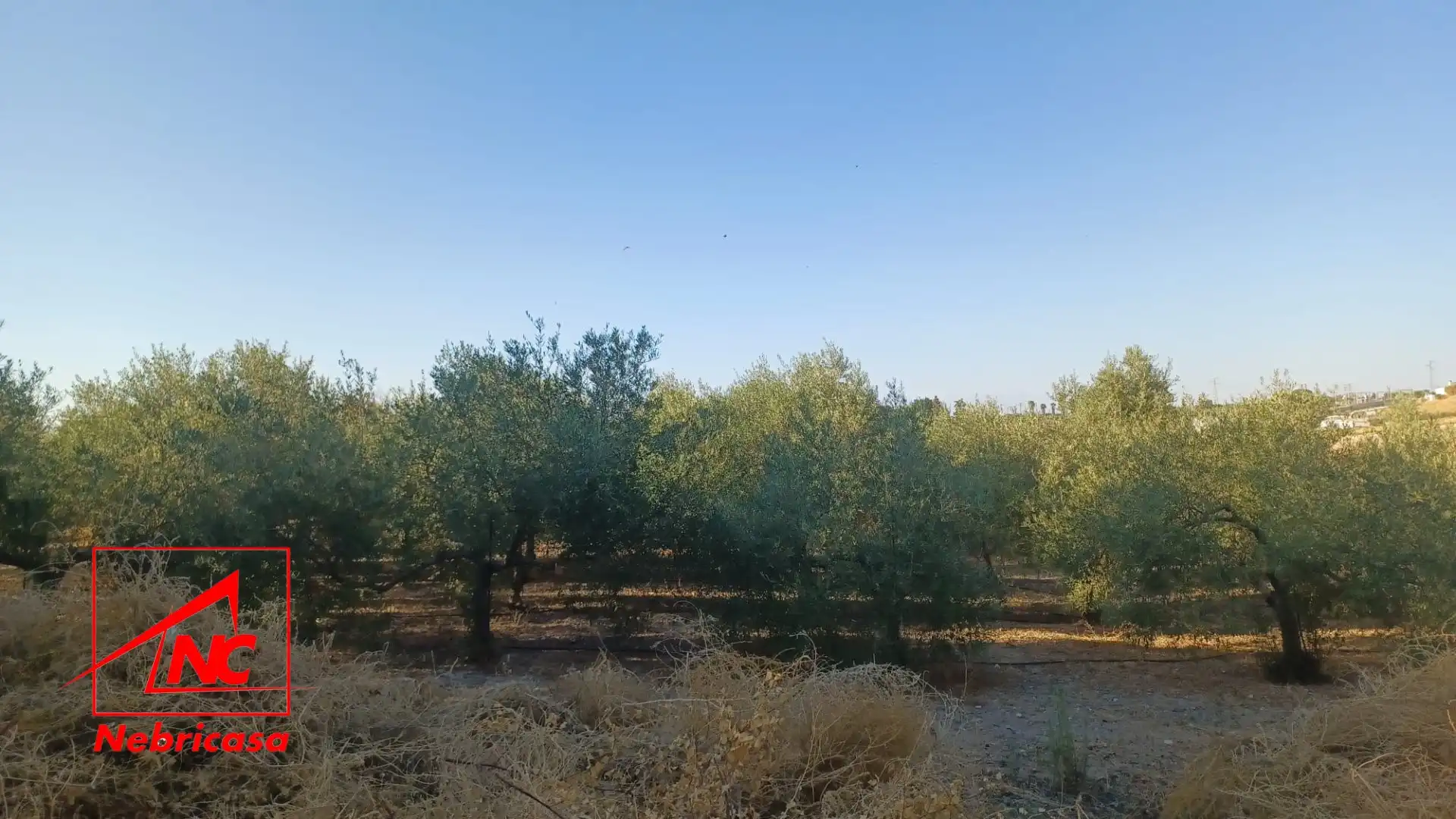 Lands and plots for sale in El Cuervo de Sevilla, imagen 14