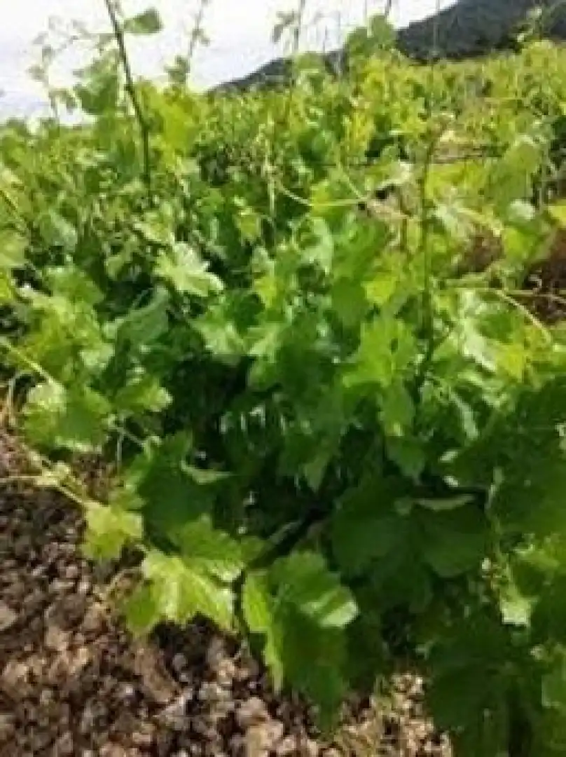 Rustikales Grundstück zum Verkauf in Almansa, imagen 9
