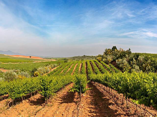 Terreno en Venta en Cariñena