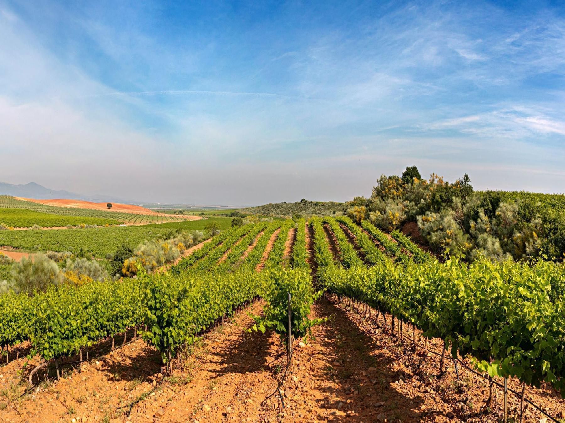 Exterior view of Land for sale in Cariñena
