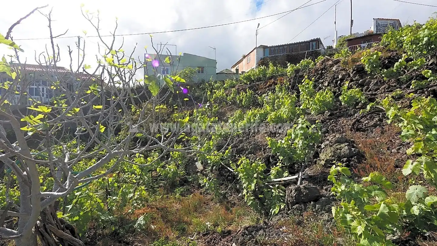 Lands and plots for sale in La Vega - El Amparo - Cueva del Viento, imagen 9