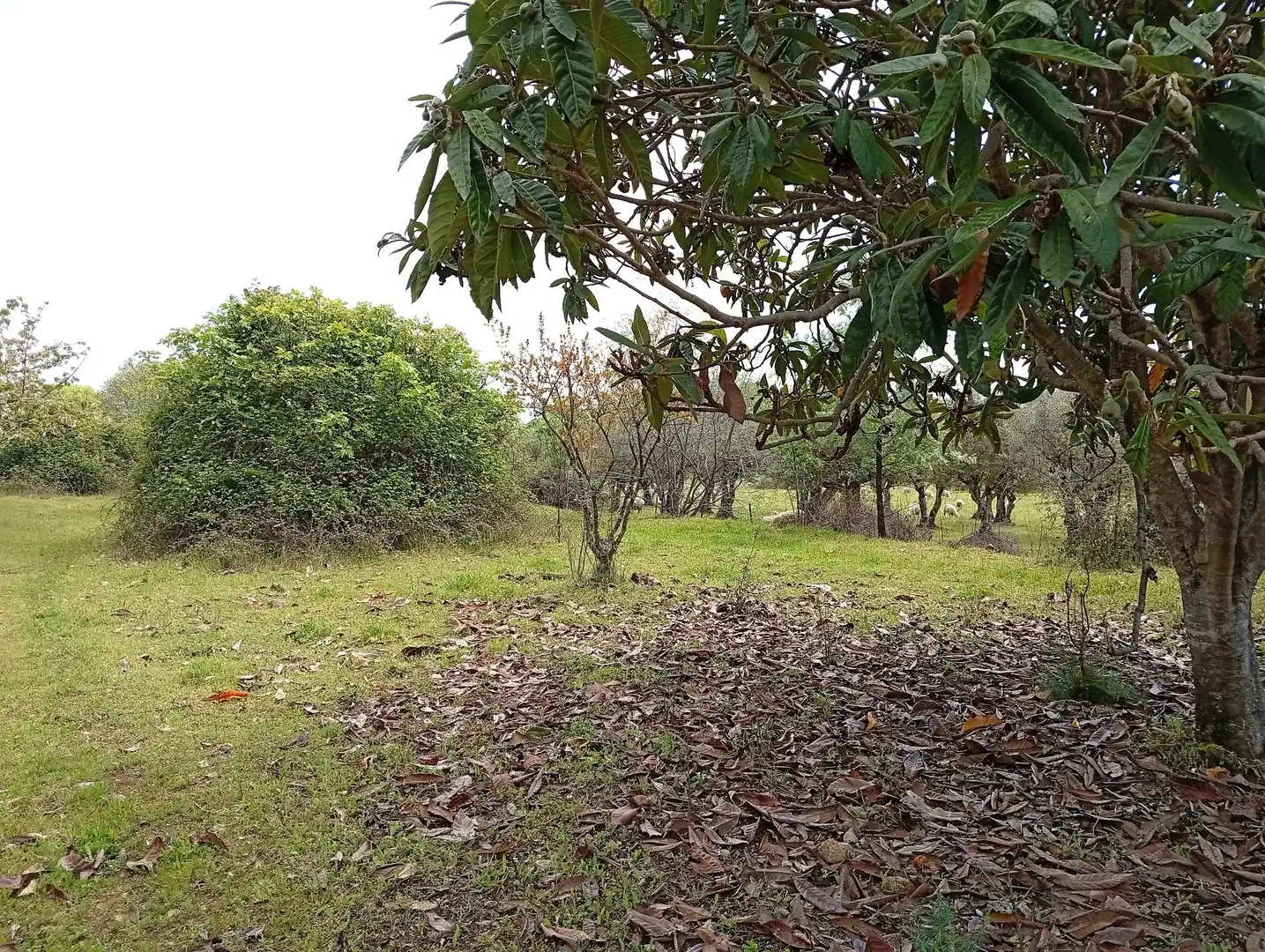 Terreni e lotti in vendita a Villanueva de la Vera, imagen 42