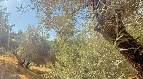 Foto 5 de Finca rústica en venta en Villanueva de Algaidas, Málaga