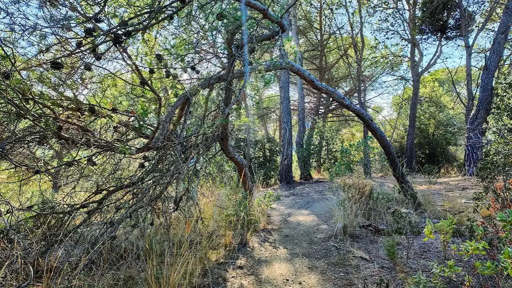 Lands and plots for sale in El Racó - Sant Feliu del Racó, imagen 7