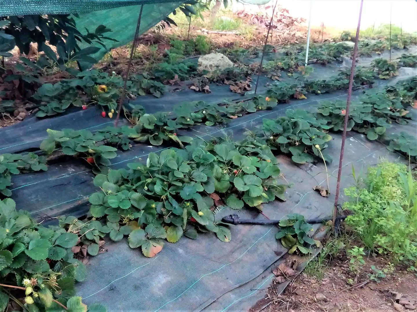 Garden of Houses for sale in Los Realejos  with Private garden, Terrace and Storage room