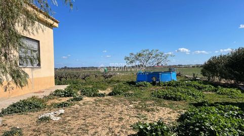Foto 5 de Finca rústica en venta en Los Palacios y Villafranca, Sevilla