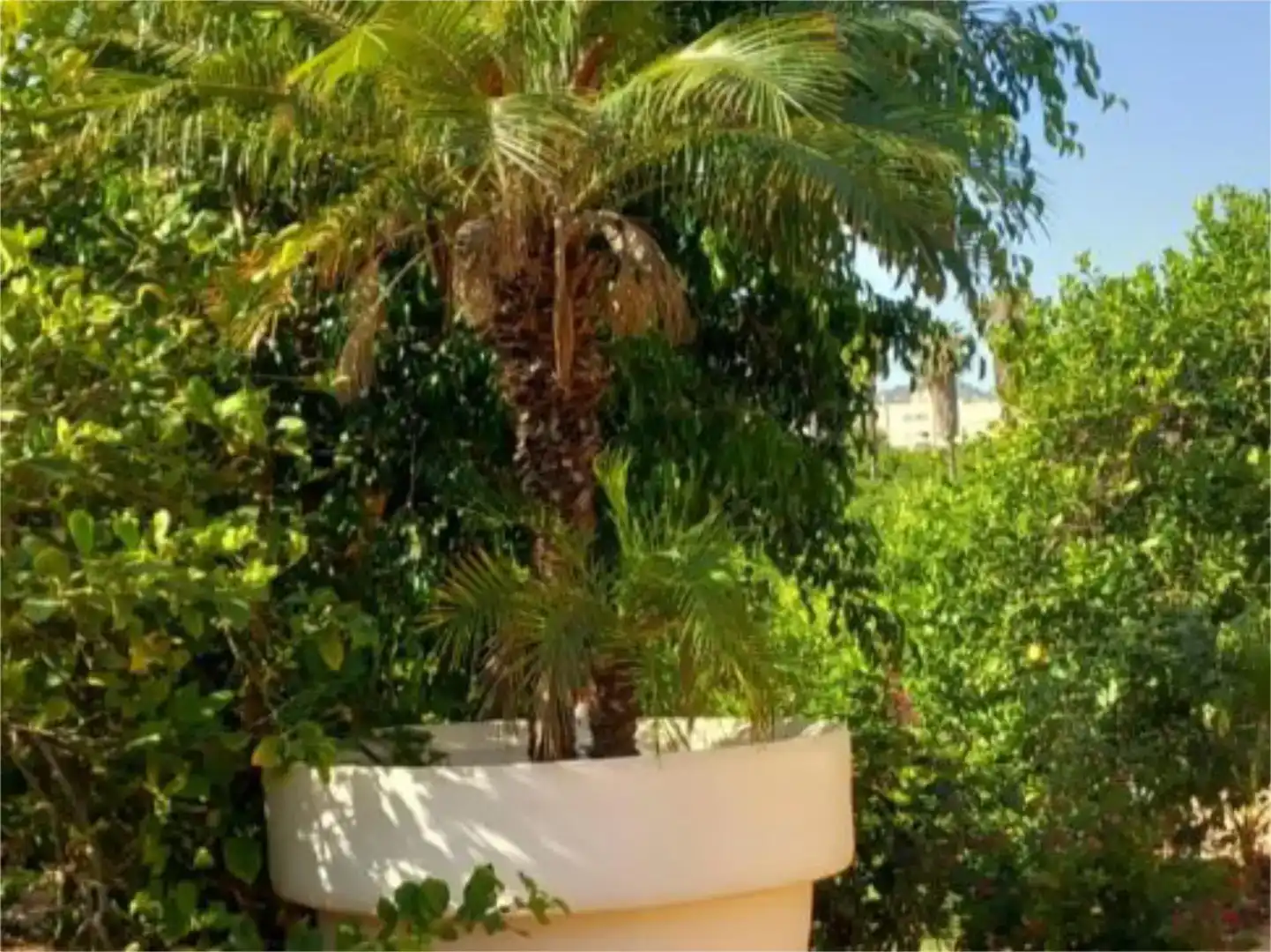 Jardí de Finca rústica en venda en  Murcia Capital amb Aire condicionat