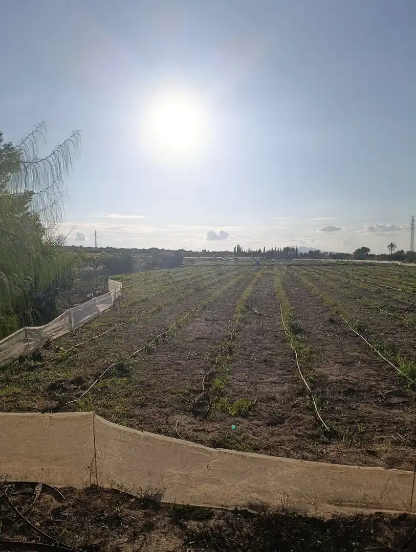 Terrain rustique à vendre à La Marina, imagen 8