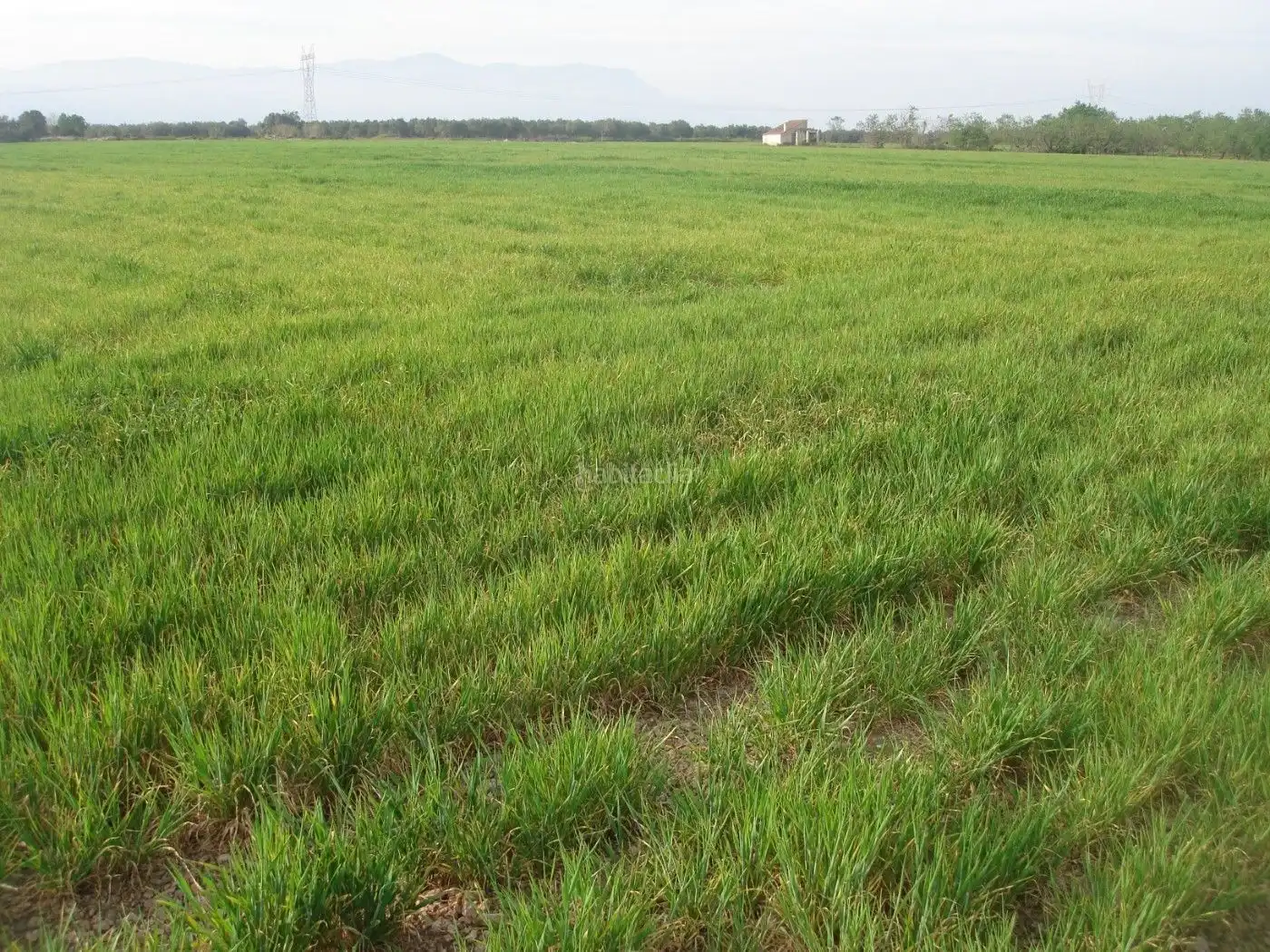 Rural land for sale in Godall, imagen 4