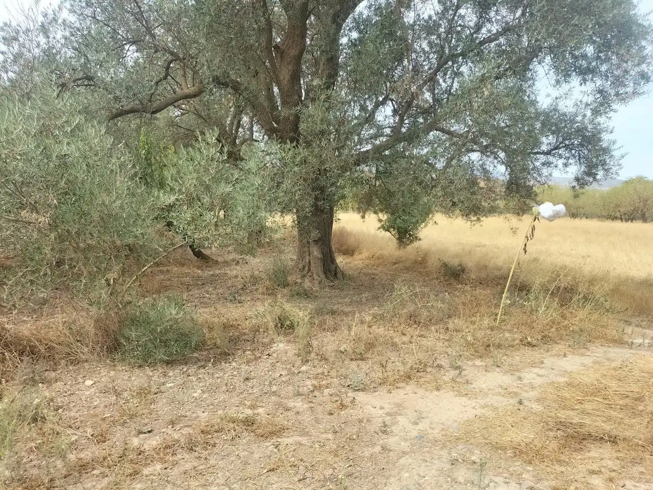Casa rústica en venda a Nigüelas, imagen 4