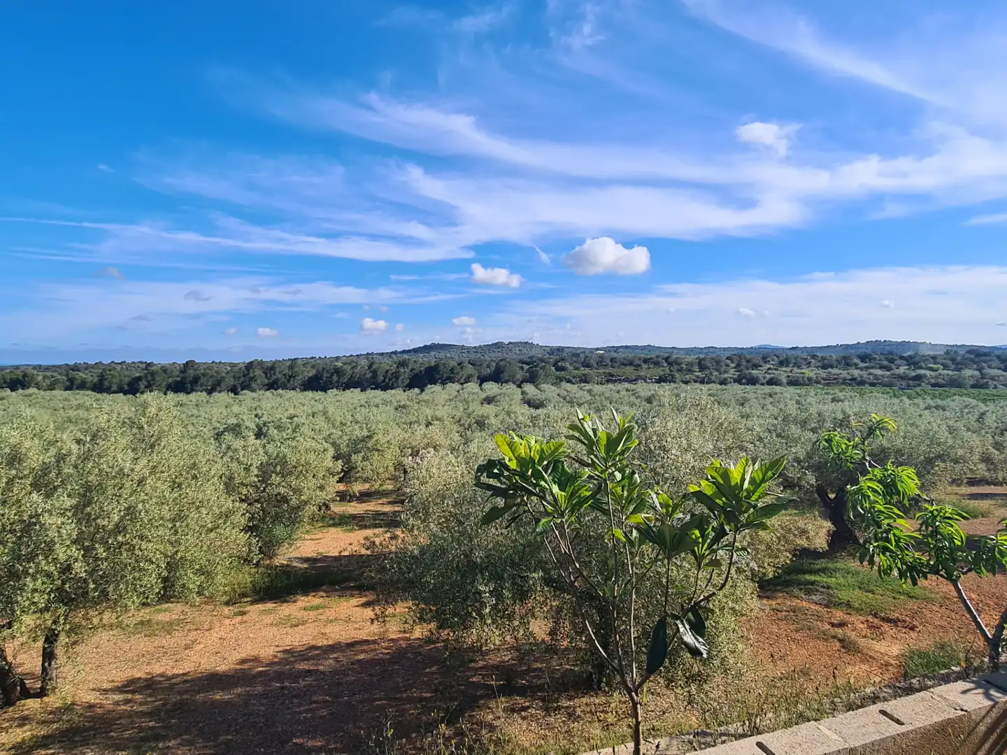 Terreno rustico in vendita a San Jorge / Sant Jordi, imagen 5