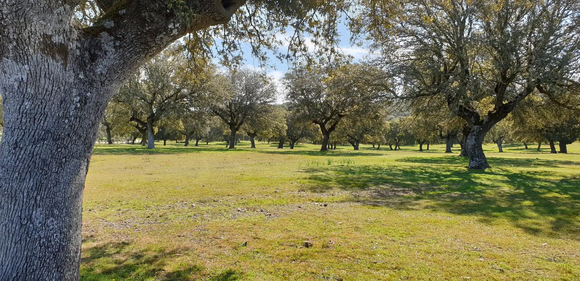 Terreno rustico in vendita a Villanueva de la Serena, imagen 6