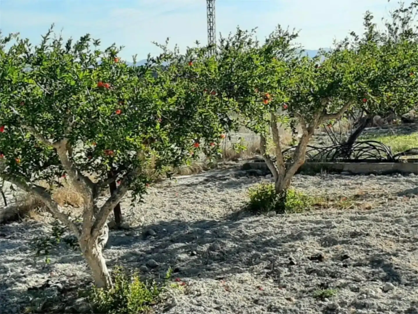 Finca rústica en venda en Albaida amb Piscina