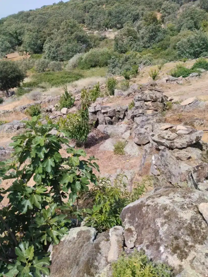 Finca rústica en venta en Pasarón de la Vera