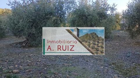 FINCA DE OLIVAR