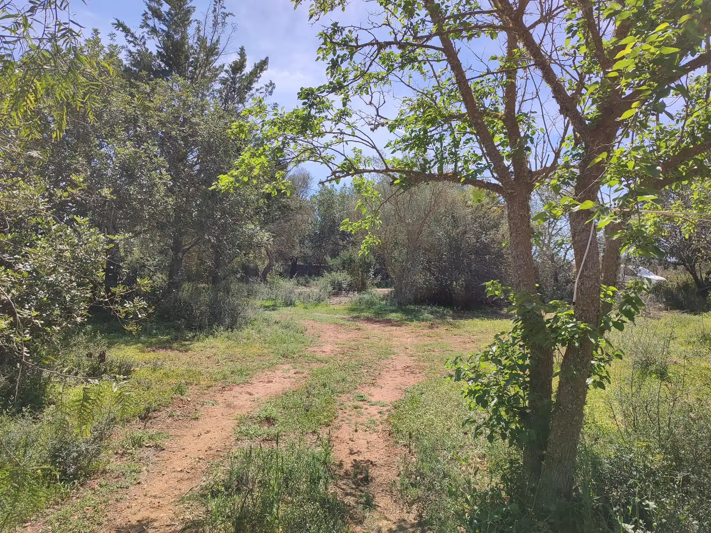 Maison rustique avec jardin à vendre à Felanitx Poble, imagen 22