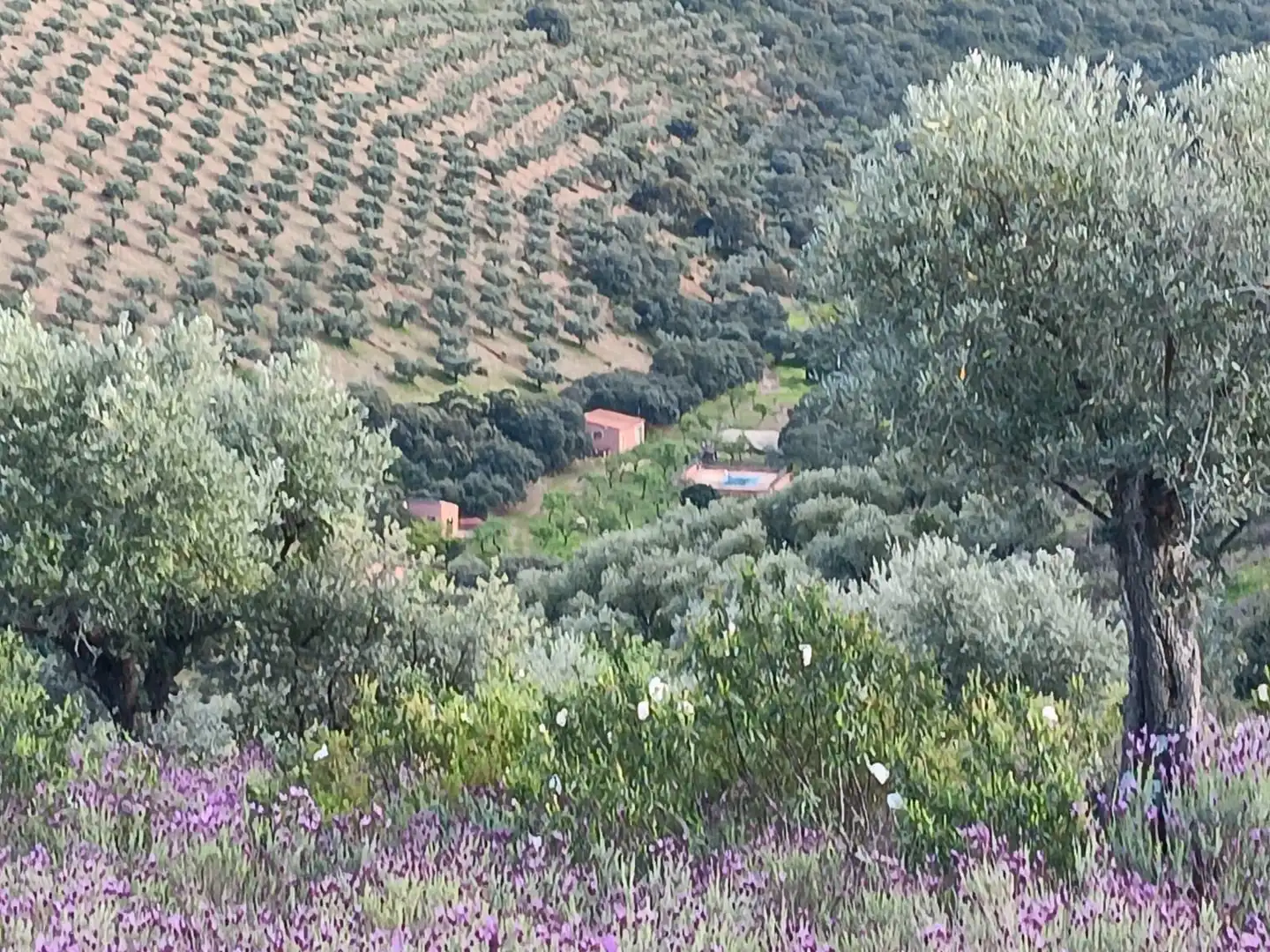 Finca rústica en venda a Belvís de la Jara