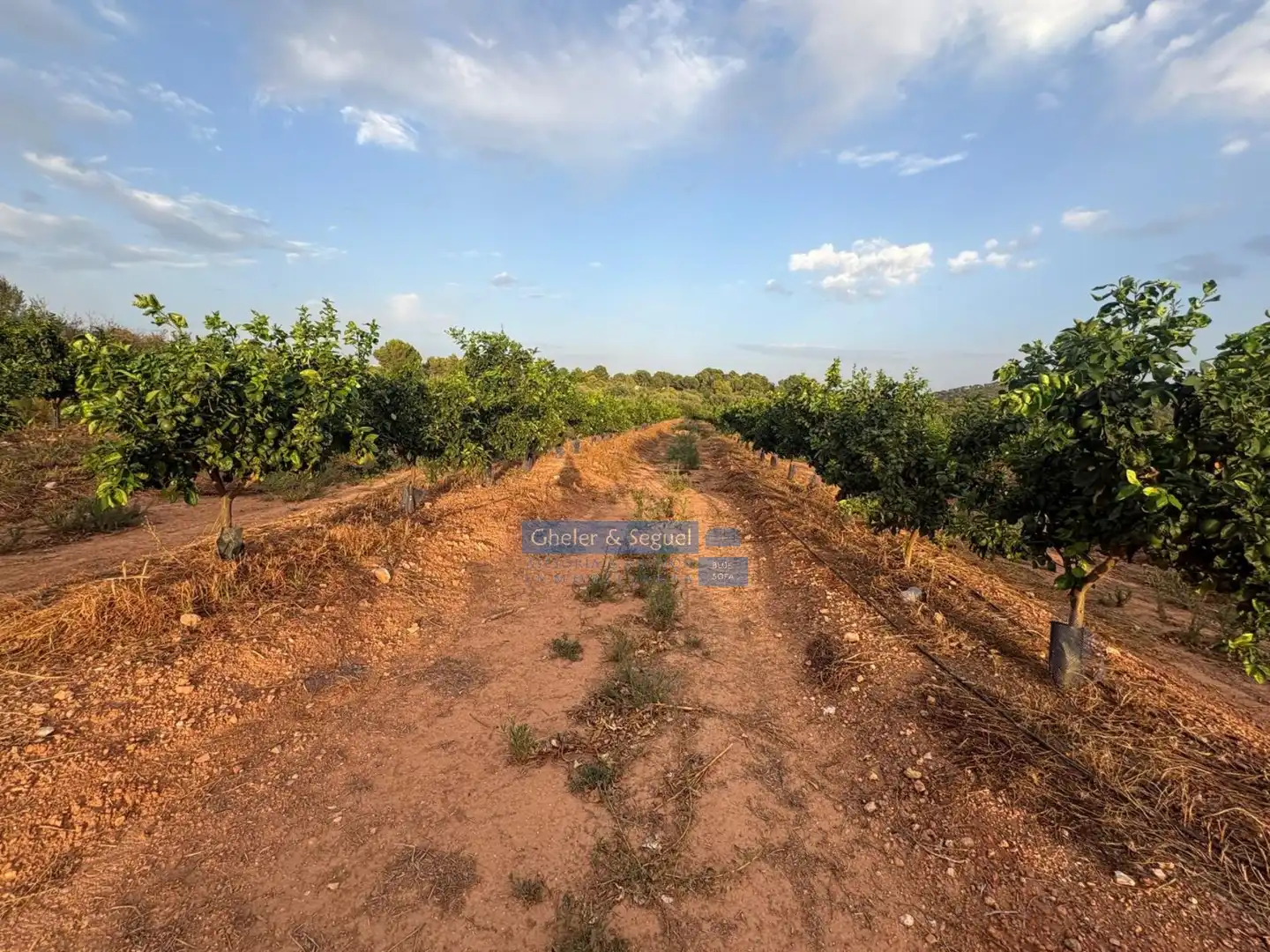 Terrenos y solares en venta en Algímia de Alfara, imagen 6